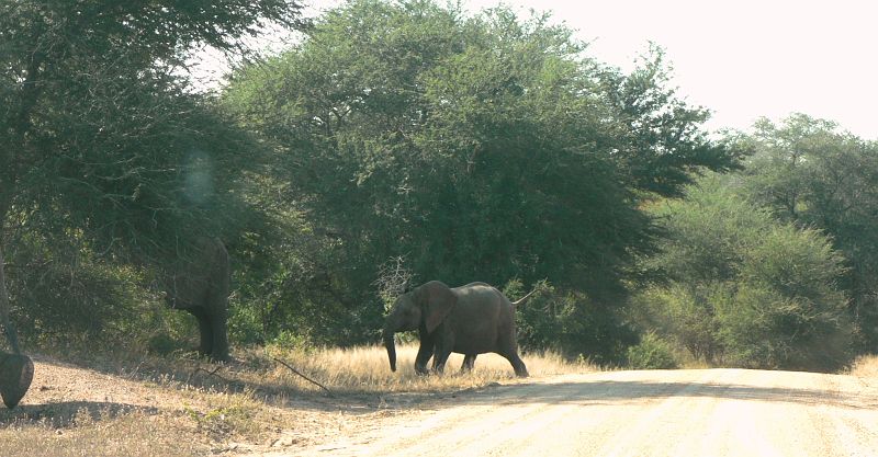 JAR 286_slon.JPG - Pustila nás až když nejmenší slůně silnici přešlo.